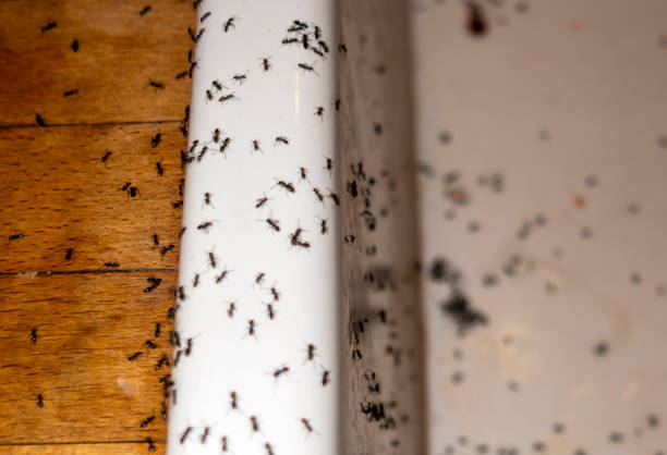 Best Pest Inspection Near Me  in Burwell, NE