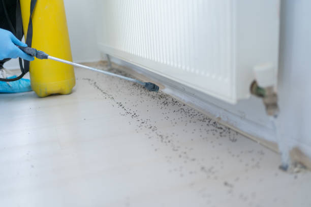 Best Ant Control Services  in Burwell, NE